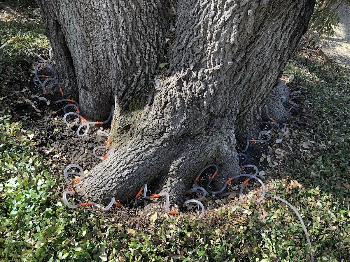 Detailed Tree Cabling and Bracing job site in Trinchera