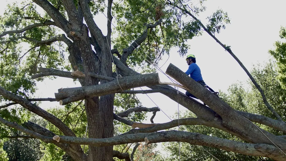 Professional Crown Thinning performed by certified arborists in Trinchera