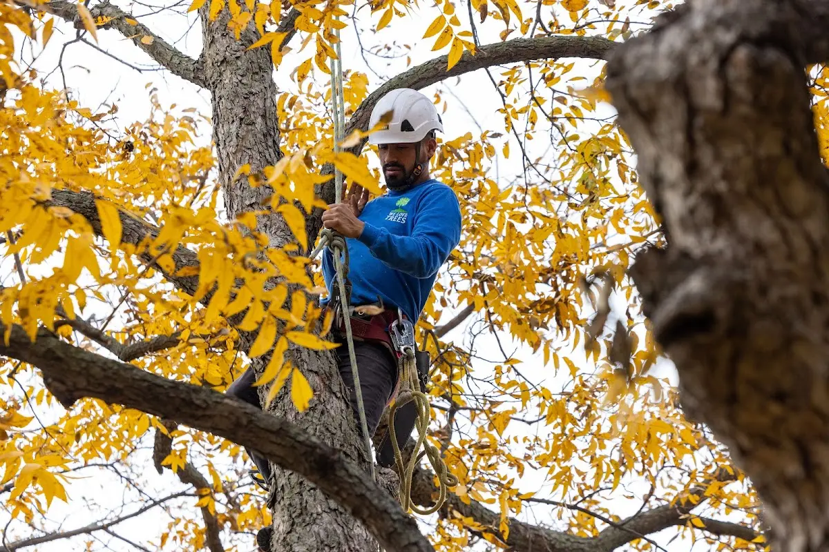 Skilled Tree Transplanting crew working in Trinchera
